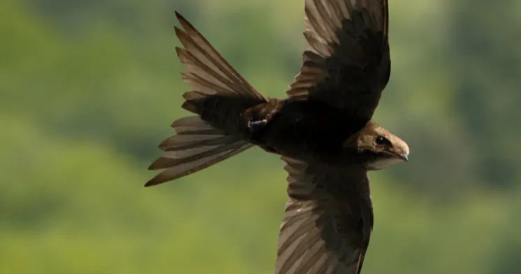 Le retour des martinets noirs dans les Bouches-du-Rhône : une saison cruciale commence